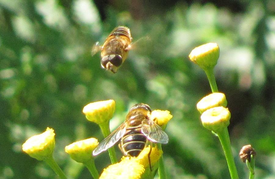 Syrphidae? da ID